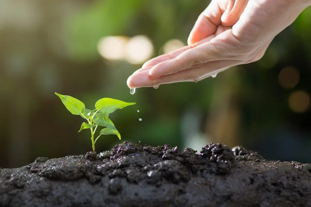 The Benefits of Growing Your Own Food
