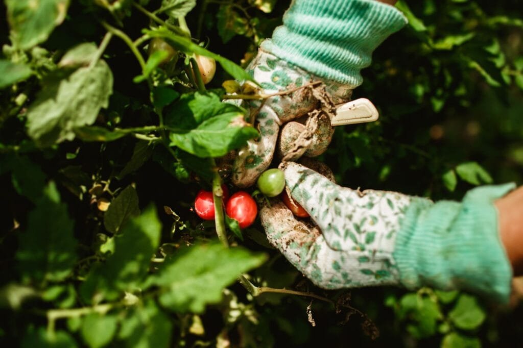A basket of freshly harvested home-grown vegetables