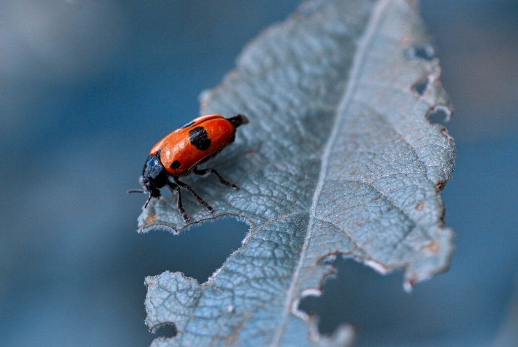 A ladybug on a garden plant, natural pest control