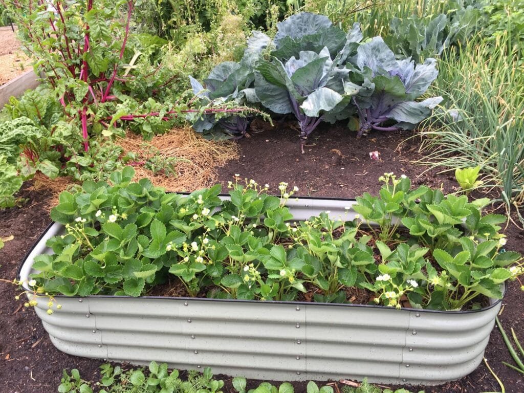A raised garden bed planted with vegetables