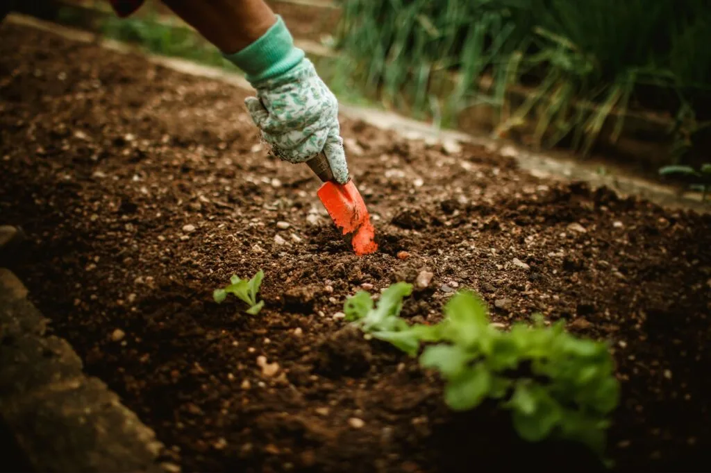 A seasonal vegetable garden in full growth