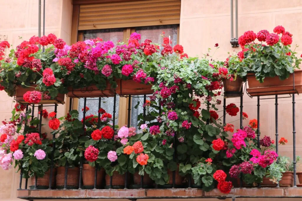 A small balcony vegetable garden in containers