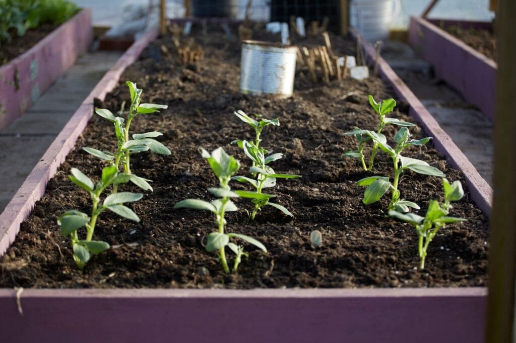 A thriving raised-bed vegetable garden