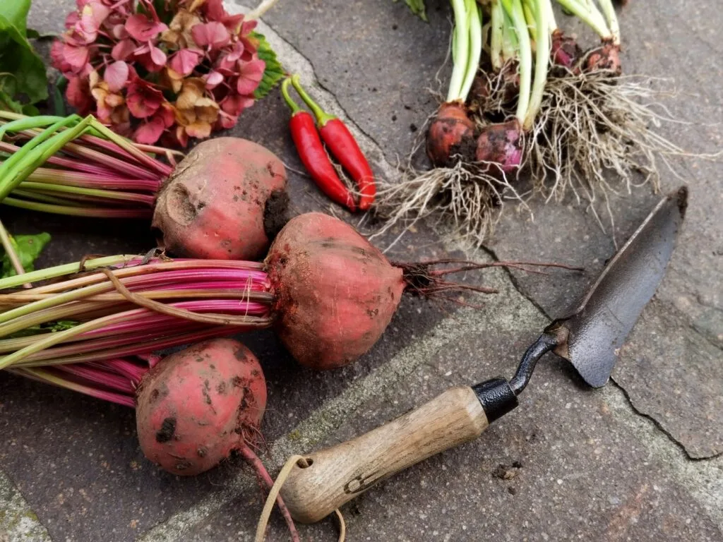 An autumn vegetable garden full of fall crops