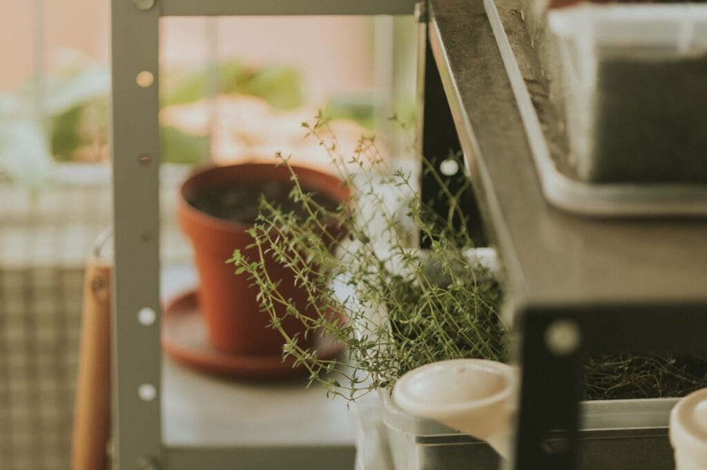 An indoor herb garden on a sunny windowsill