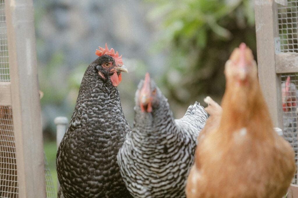 Backyard hens in a garden