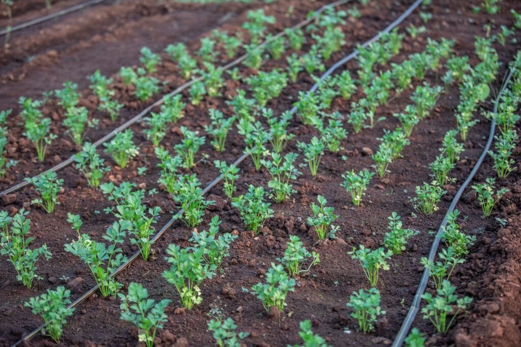 Drip irrigation watering a vegetable garden