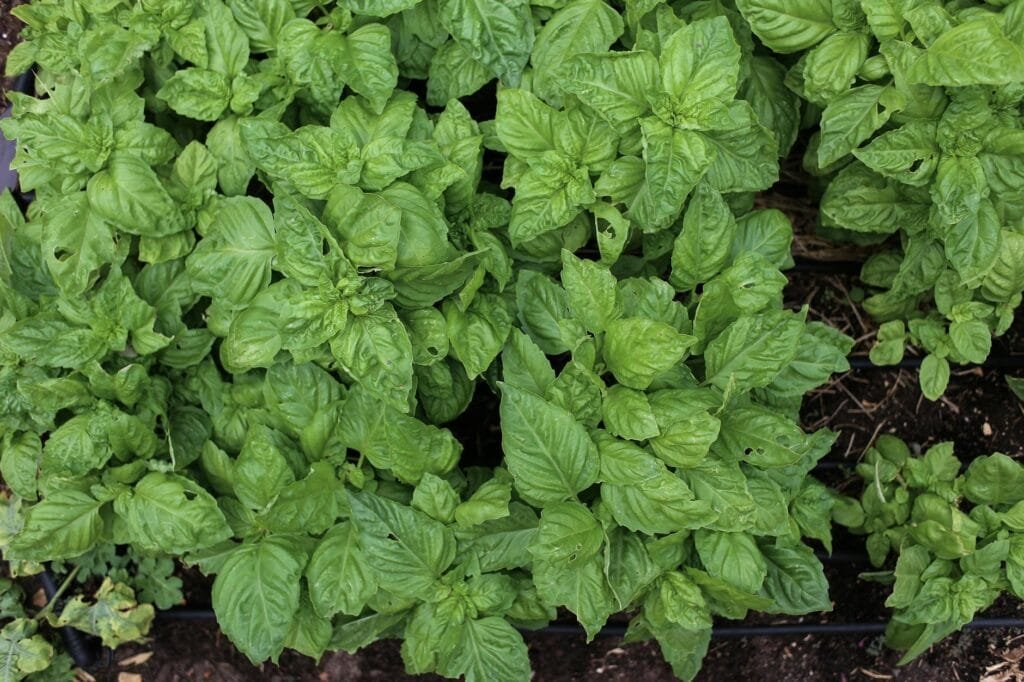 Fresh basil leaves ready to be dried