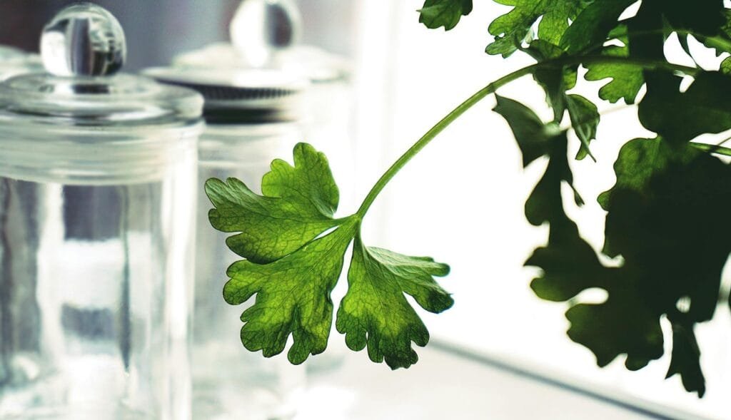 Fresh herbs stored in jars on a kitchen counter