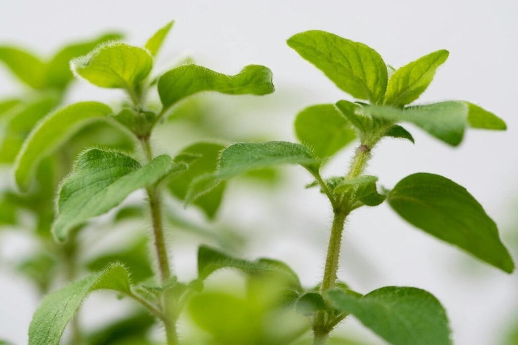 Fresh oregano sprigs on a wooden board