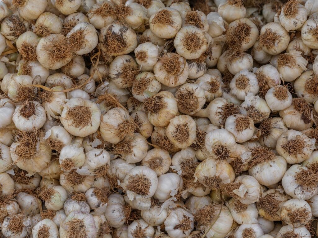 Freshly harvested garlic bulbs