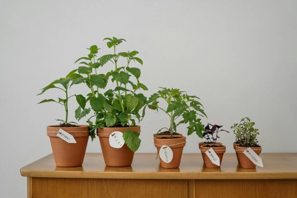 Pepper plant growing in a container