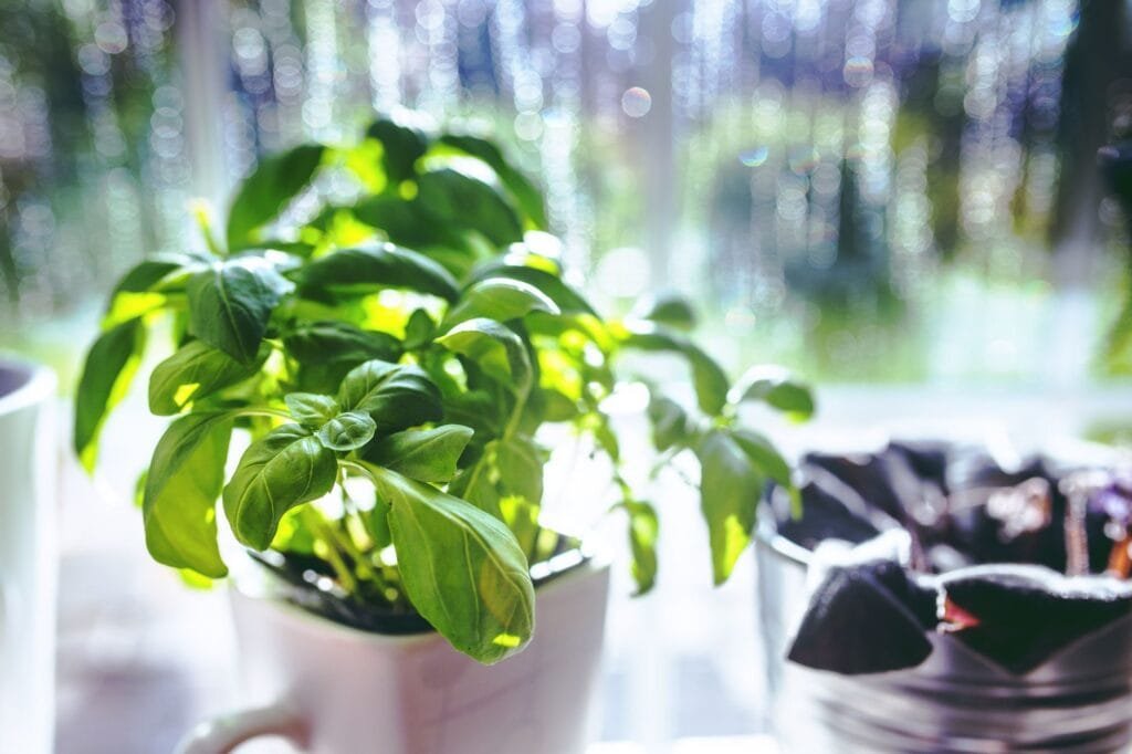 Potted herbs growing on a kitchen windowsill
