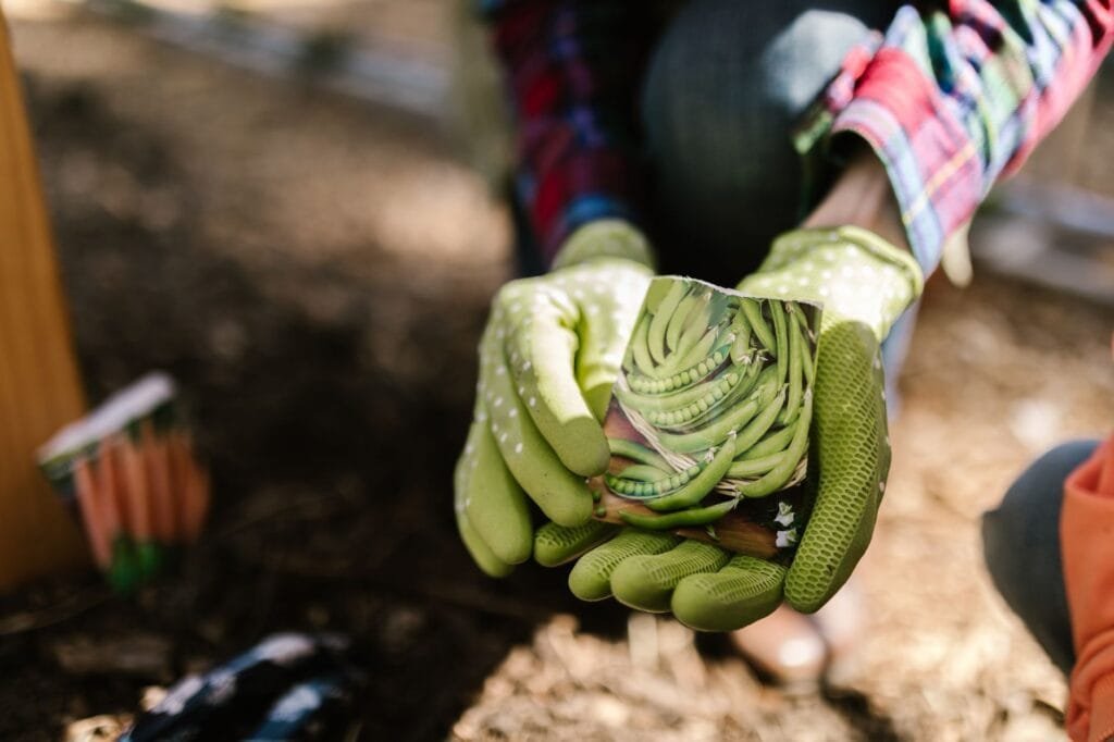Saving seeds from the garden by hand