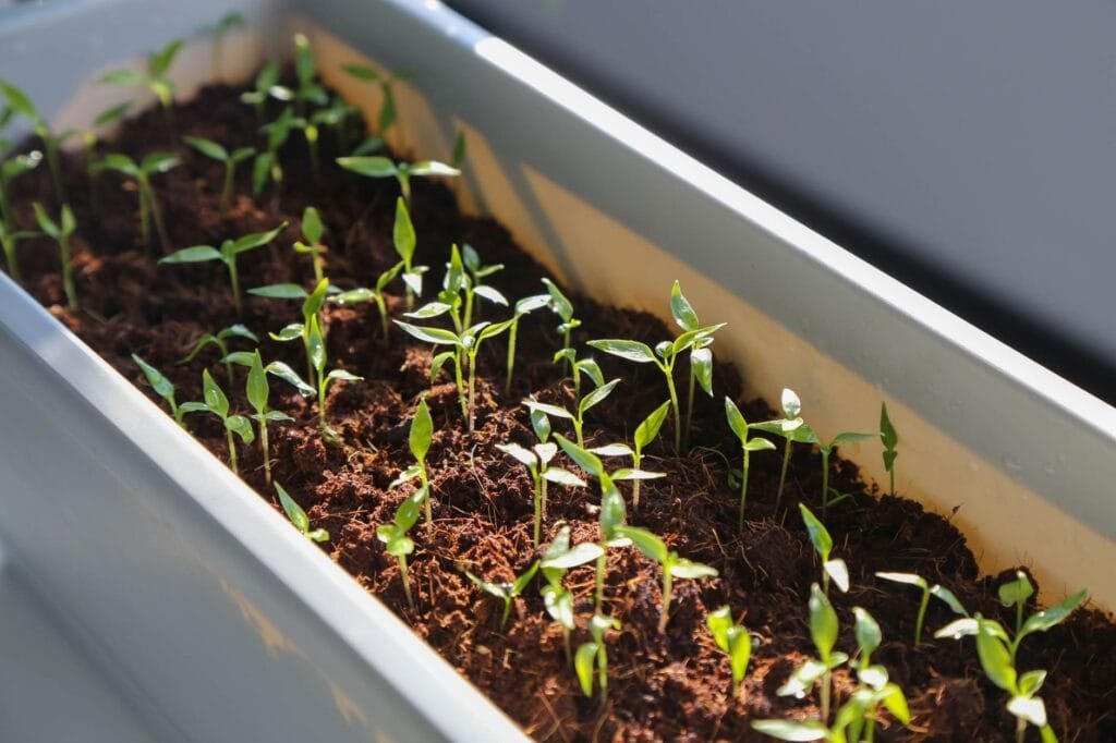 Seedlings growing under an indoor grow light