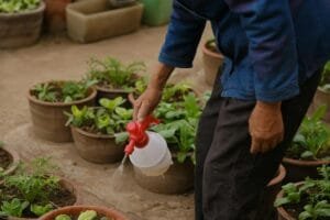 Vegetables growing in containers on a sunny patio