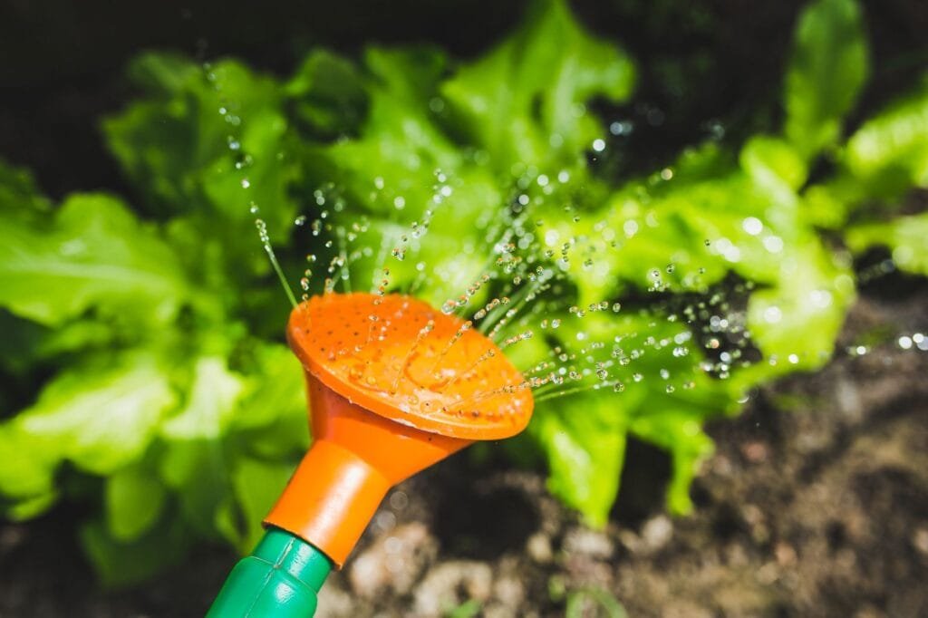Watering a vegetable garden with a watering can