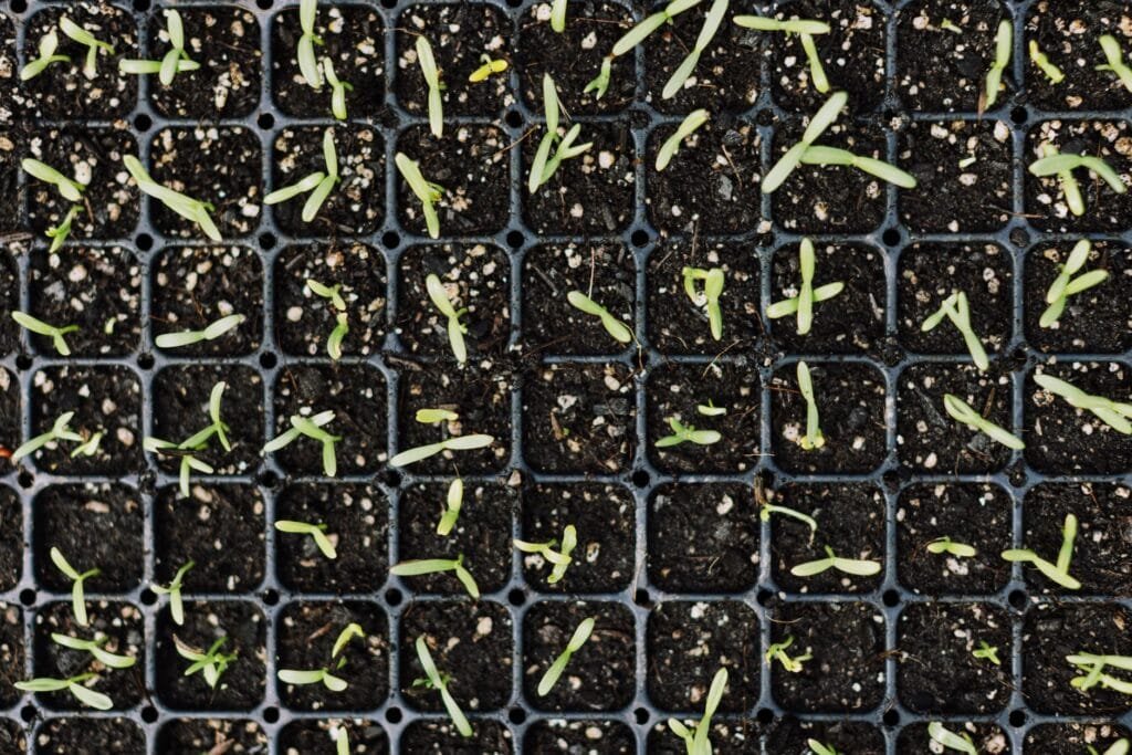 Young seedlings growing in a seed tray indoors